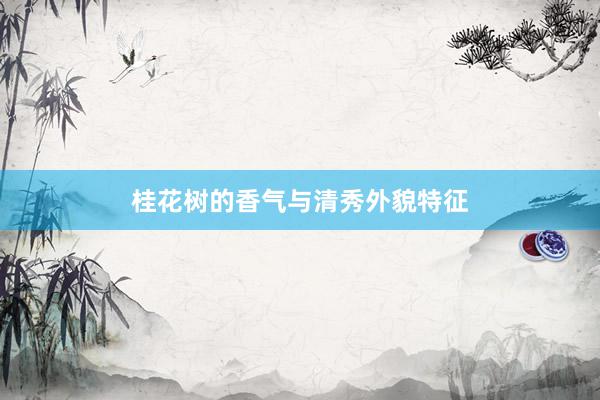 桂花树的香气与清秀外貌特征